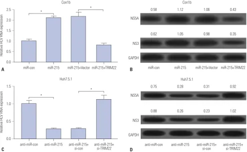 Fig. 4. miR-215 promotes HCV replication by targeting TRIM22. (A and B) Con1b cells were transfected with either miR-215 alone or in combination with TRIM22, after which the levels of HCV RNA and NS5A and NS3 proteins were assessed
