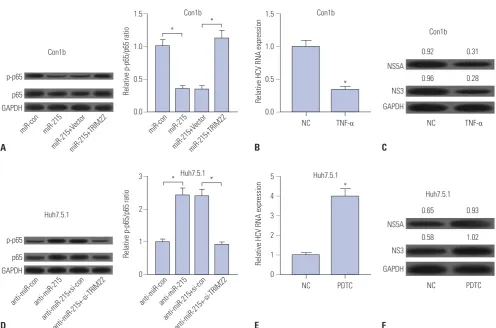 Fig. 5. miR-215/TRIM22 modulates HCV replication by affecting NF-κB signaling. (A) The protein levels of p65 and phosphorylated p65 were deter-mined by western blot in Con1b cells transfected with either miR-215 alone or combined with TRIM22