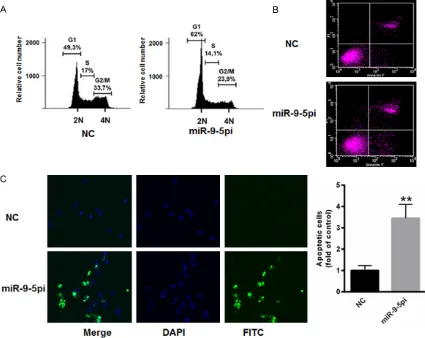 Figure 3. The decreased miR-9-5p level induced cell cycle arrest and enhanced apoptosis