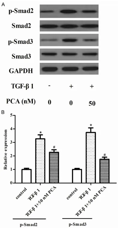 Figure 4. PCA inhibits the activation of Smad2/3 pathway in AMSCs. ASMCs at a density of 1×104 cells/well were pre-incubated with 50 nM PCA for  30 min before stimulation with TGF-β1 (10 ng/ml) for 24 h
