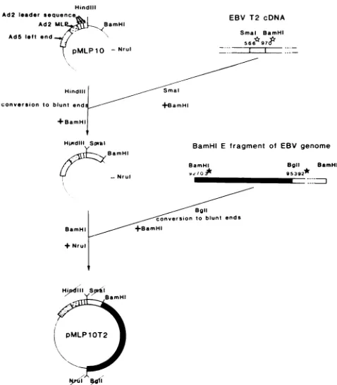 TABLE 1. Reactivities of human EBNA3-positive serawith different EBV antigens