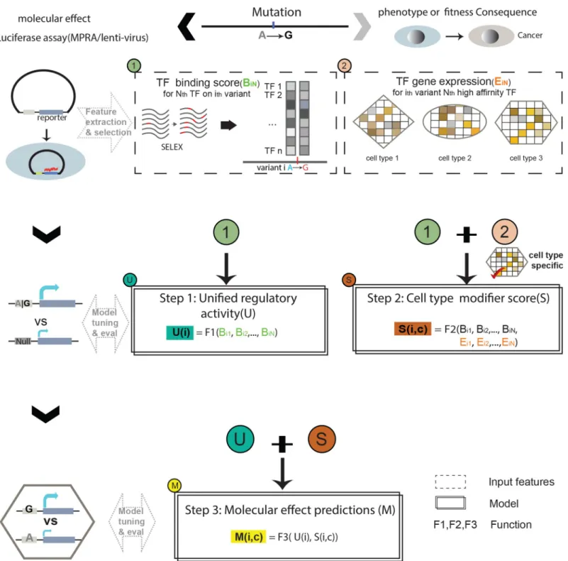 Fig 1. Overall flow of GRAM. The model predicts functional effects given the genotype in three steps: the first step predicts a universal regulatory activity using TF binding features; the second step predicts a cell type-specific modifier score using the 
