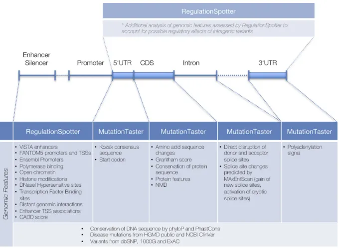 Figure 1. Overview of features that can be assessed in a single RegulationSpotter VCF analysis run