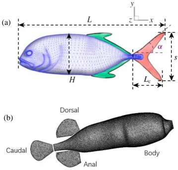 Figure 3 Computational body-fin models reconstructed from experiments. (a) Crevalle Jack (Caranx hippos) fish [13]