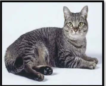 Figure 2. 1 The Asian Tabby Cat 