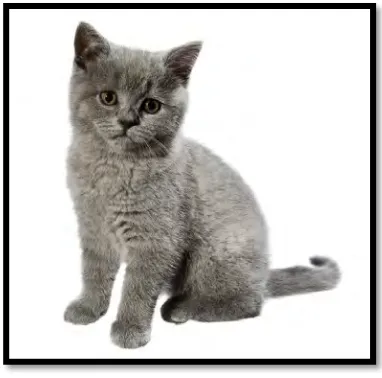Figure 2. 2  The British Shorthair Cat 