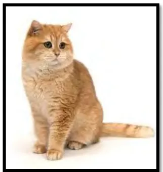 Figure 2. 3  The British Longhair Cat 
