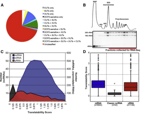 Table S2). A number of uRNAs are expressed from loci corre- corre-sponding to transcripts previously described by our group as DCP2-sensitive, long noncoding RNAs (Geisler et al., 2012) or RNAs previously described as either stable unannotated  tran-script