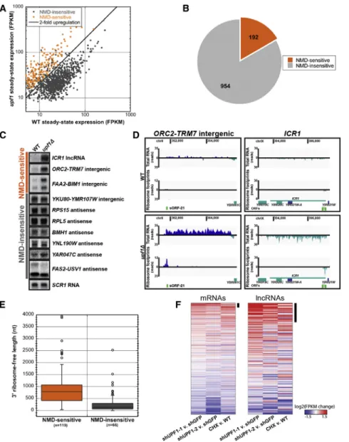 Figure 4. uRNAs Are Subject to Translation- Translation-Dependent Nonsense-Mediated RNA Decay (A) uRNA expression levels (FPKM) in wild-type (WT) versus upf1D measured with RNA-seq  re-veals sensitivity to NMD