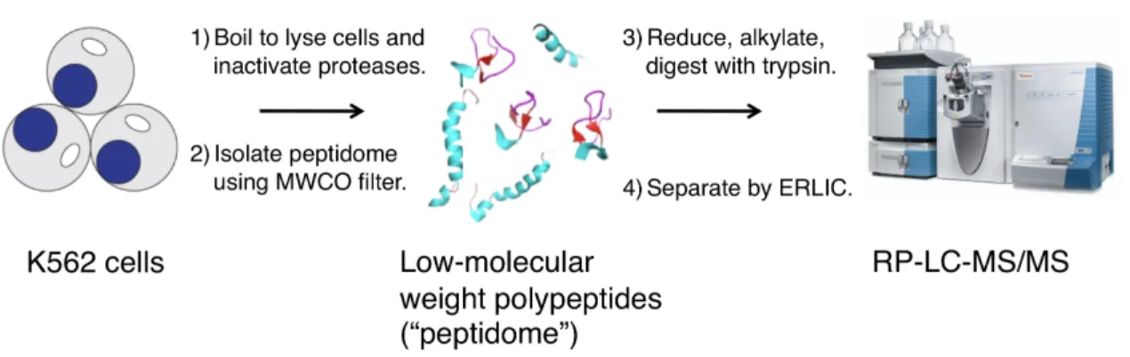 Figure 1.1 Peptidomics workflow. First, we boil a frozen K562 pellet to lyse the  cells  and  simultaneously  eliminate  protease  activity
