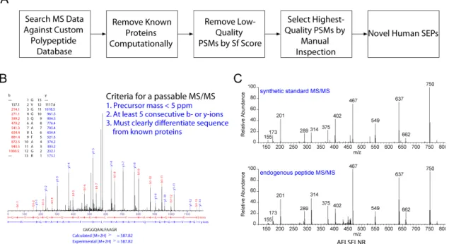 Figure  1.2  Discovering  SEPs.  (A)  An  LC-MS/MS-based  peptidomics  platform  was used to profile K562 cells