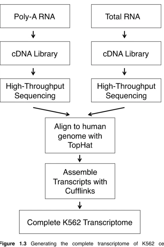 Figure  1.3  Generating  the  complete  transcriptome  of  K562  cells.  Poly- Poly-adenylated RNA and total RNA were isolated separately from cultured K562 cells  and cDNA libraries were generated from each sample