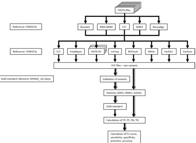 Figure 6. Workflow for the performance analysis of variant calling pipelines. First, reads within  supplied FASTQ files were mapped against the TAIR10 A
