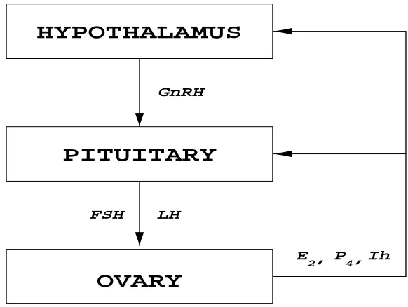 Figure 2.1: Hypothalamus - Pituitary - Ovarian Axis