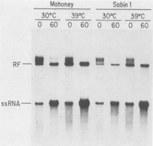 FIG. 2.TheVPg-pU.underVPg-pUbyamidelabeled1, 2, 5, Pulse-chase analysis of formation of VPg-pUpU from CRC(S) was incubated with [o-32P]UTP at 300C for 10 min standard conditions as described in Materials and Methods