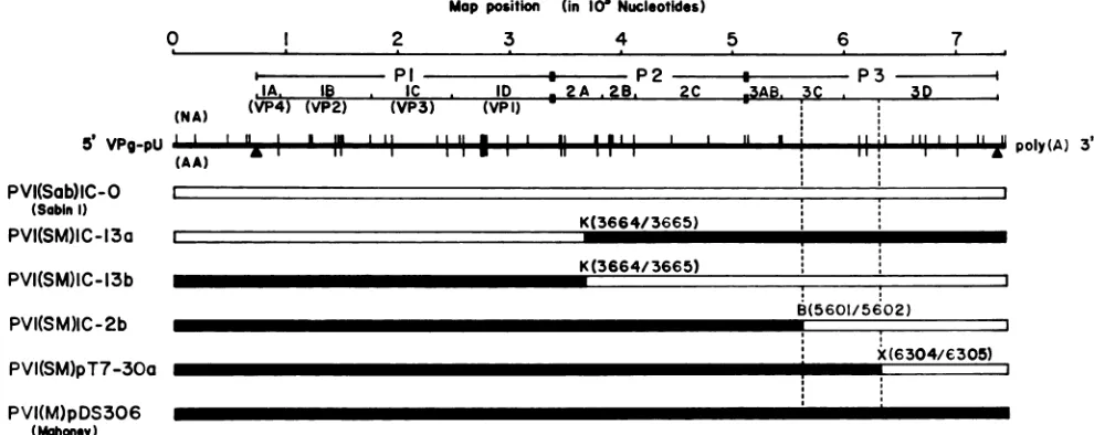 FIG. 4.differenttheitiesMethods,withcatedmigratedproductsrecoveredSDS-polyacrylamide1-infected Nucleotidyl-VPg formation in CRC(M) and CRC(S) at temperatures