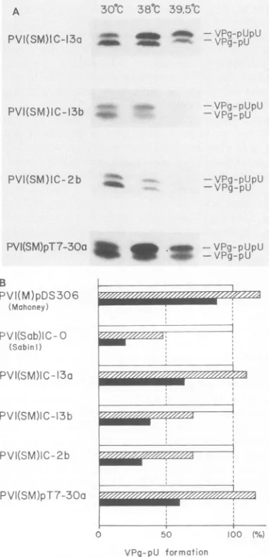 FIG.6.asdeterminedone-halfturewasCRC(S)VPg-pU(Newcarrieddifferentwasshown dashed VPg-pU(pU) formation in CRC of recombinant viruses at temperatures