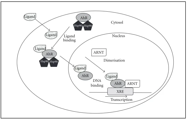 Figure 1: The aryl hydrocarbon signaling pathway.