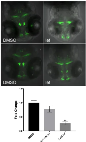 Figure 7. Lef exposure affects dopaminergic cells. Tg(dat:EGFP) larvae (96 hpf) develop fewer EGFP+ cells when exposed to lef than when exposed to DMSO control (top)