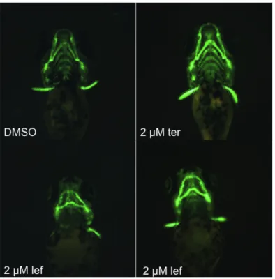 Figure 10. Exposure of Tg(sox10:eGFP) embryos to lef causes craniofacial malformations in zebrafish larvae