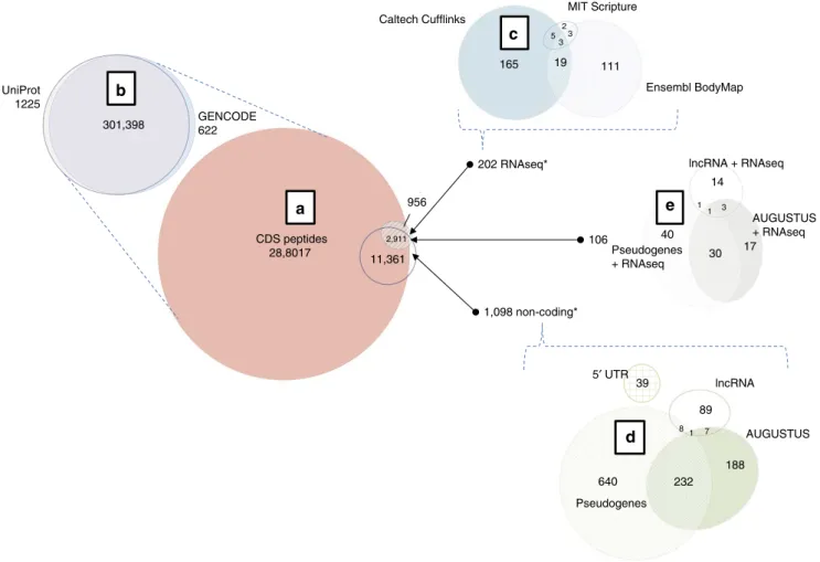 Figure 2 | Identiﬁed peptide types. (a) Overlap of signiﬁcant peptides between known coding sequences (GENCODE CDS and UniProt), RNAseq translations and novel proteins (5 0 UTR, lncRNA, pseudogenes and AUGUSTUS predictions)