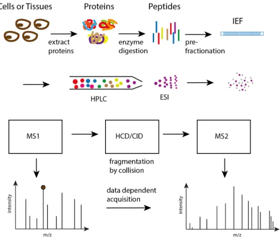 Figure 2. Illustration of shotgun proteomics workflow.  