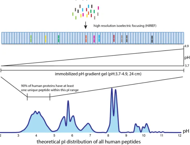 Figure 3. Illustration of HiRIEF method for separating complex peptide mixtures with minimum  loss of proteome coverage