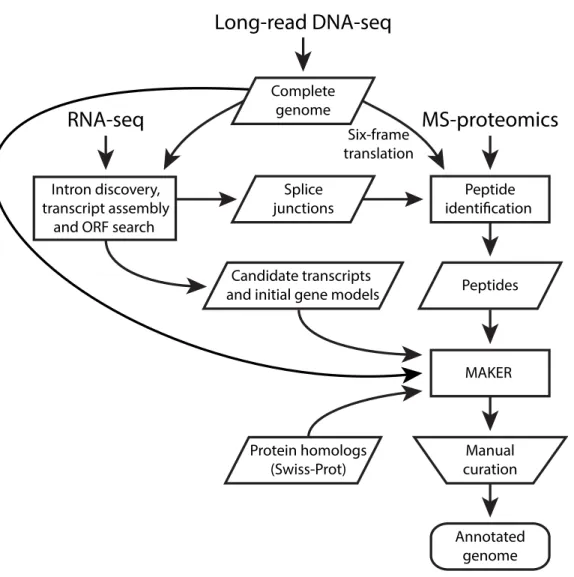 Figure 5. Integrative genome annotation workflow.  Data from four different sources (long-read DNA  sequencing, RNA-seq, MS-based proteomics and Swiss-Prot reviewed proteins) were integrated using  an evidence-based genome annotation framework (MAKER)[161]