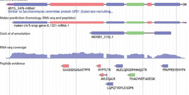 Figure  6.  Gene  annotation  facilitated  by  RNA-seq  and  peptide  evidence.  Screenshot  from  the  WebApollo[167]  genome  annotation  editor  showing  a  locus  where  RNA-seq  and  peptide  evidence  improved gene annotation compared to the previous