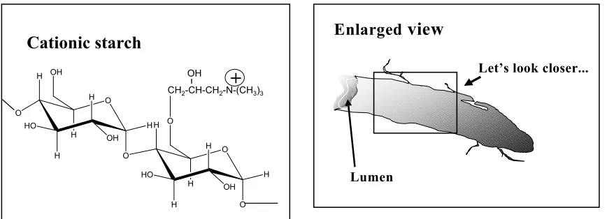 Figure 5.  Cationic Starch Chemical Structure  