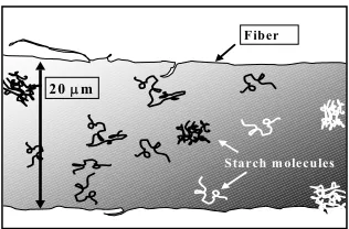 Figure 7.  Cationic Starch Adsorbed onto Fiber  