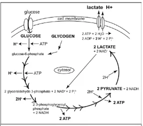 Figure 4 Aerobic glycolysis occurring in the cytosol of the cell with a net gain of 2 ATP molecules