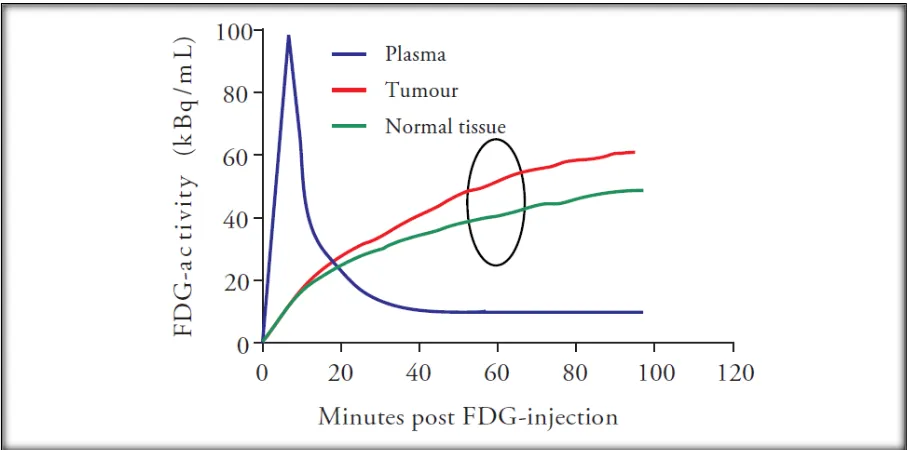 Figure 5 Relative difference in FDG accumulation between tumour cells and normal cells will be revealed on PET-CT imaging