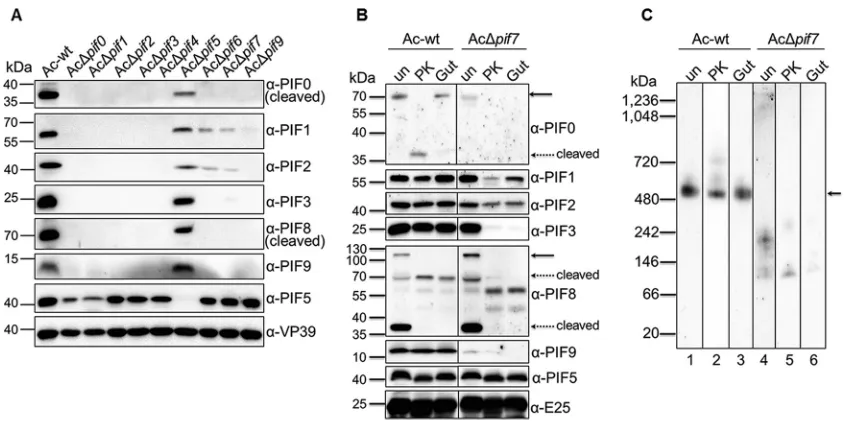 FIG 7 The full complex, but not the subcomplex, confers PIF stability. (A) OBs of Ac-wt or pif-deletion AcMNPVs were left untreatedprior to ODV puriﬁcation