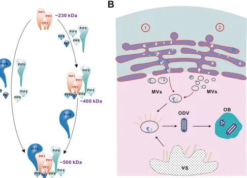 FIG 8 Proposed model of PIF complex formation and intracellular transport. (A) Process of PIF complex formation