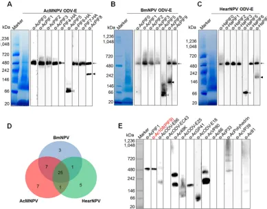 FIG 1 Identiﬁcation of the components of the baculovirus PIF complex. (A to C) Identiﬁcation of PIF complexes in AcMNPV (A),BmNPV (B), and HearNPV (C)