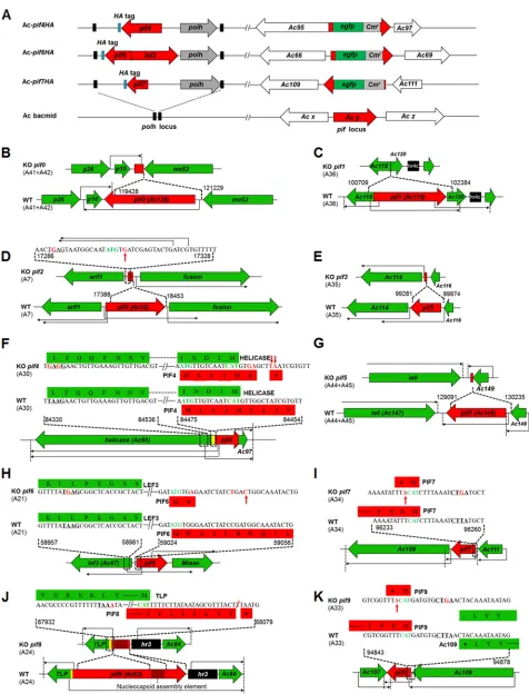 FIG 2 Construction of recombinant AcMNPVs. (A) Schematic diagrams for construction of recombinant AcMNPVs with HA-tagged PIF4, -6, and -7 by useof the Bac-to-Bac system