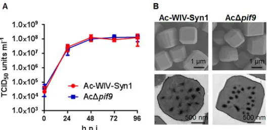 FIG 3 Deletion ofOne-step growth curves for Ac-WIV-Syn1 and AcΔAcΔ ac108 (pif9) had no effects on infectious BV production and OB morphogenesis