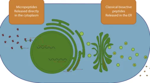 Fig. 1 – Localization of classical bioactive peptides and micropeptides. Classical bioactive peptides contain an N-terminal signal sequence directing the translation product toward the secretory pathway