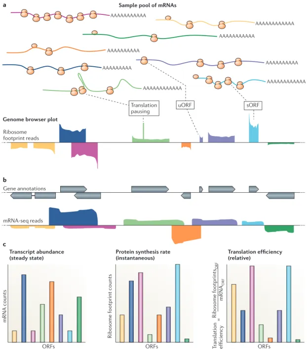 Figure 2 | Qualitative and quantitative data provided by ribosome profiling.  a | A diverse sample pool of mRNAs,  distinguished by colour, is shown, together with a corresponding representative genome browser plot of ribosome profiling  data derived from 