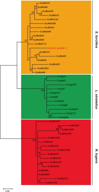 FIG 5 Phylogenetic analysis of RPSlSs (L strand) in three planthoppers using the maximum likelihoodalgorithm
