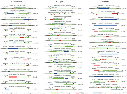 FIG 2 Distribution of RPSlSs within planthopper transcripts and genomes. Black lines indicate contigs/scaffolds of the planthopper