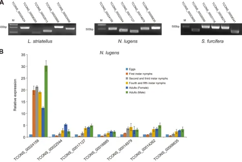 FIG 3 Expression of planthopper RPSlSs. (A) RT-PCR detection of planthopper transcripts containing RPSlSs