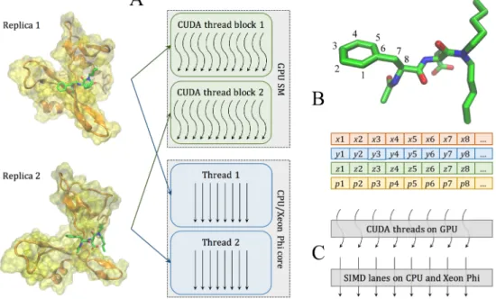 Figure 2.3: Two levels of parallelism in the docking kernel. (A) At the coarse-grained level, individual replicas are assigned to different CUDA thread blocks on GPU streaming multiprocessors (SMs) and different threads on CPU/Xeon Phi cores