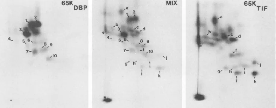 FIG. 5.electrophoresiscellulose:trypticpolyacrylamide(middle Fluorographs showing 2D tryptic peptide maps of 65KDBP (left panel), 65KTIF (right panel), and a mix of 65KDBP and 65KTIF panel)