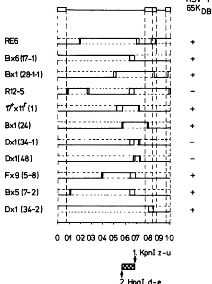 FIG. 8.Thosetionbinantsarrangementdottedlinestypeposedlinesbetweentaintybottomtionondeducedsequencesarea,small,HSV-2 Summary of the genome structures of the eleven recom- used for the experiment shown in Fig