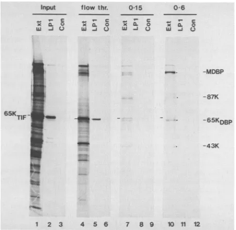 FIG.~~~~~~~~~~~~~~~~~~.....from65KDBp,eluate(LP1;DNA-binding(Con;HSV-1comparison.muswere(flowand1-ml10) 10