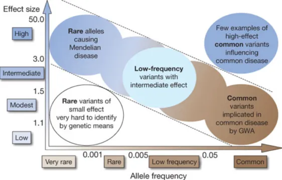 Figure 2. Feasibility of identifying genetic variants by risk allele frequency and strength of  genetic effect (odds ratio)
