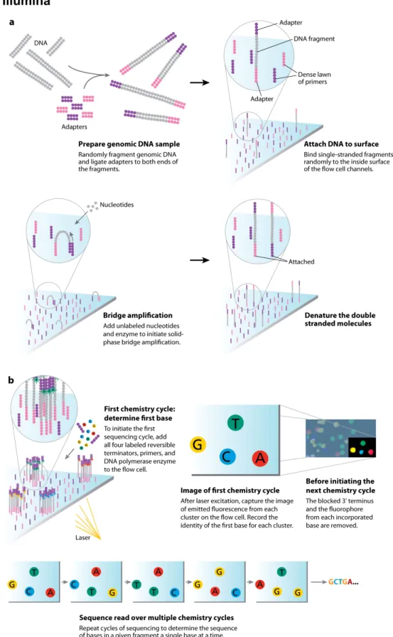 Figure 3. The Illumina sequencing-by-synthesis approach. Cluster strands created by bridge amplification are  primed  and  all  four  fluorescently  labeled,  3’-OH  blocked  nucleotides  are  added  to  the  flow  cell  with  DNA  polymerase