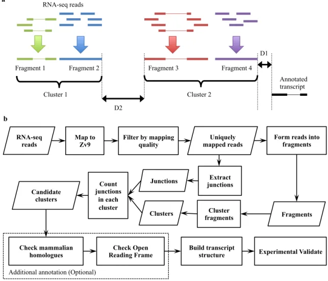 Figure 6. Workflow of putative NTR detection using RNA-seq data. a) construction of fragments  and clusters